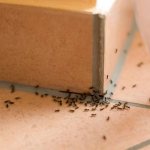 Ant migration