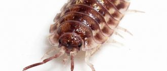 Woodlice in the bathroom - how to get rid of it?
