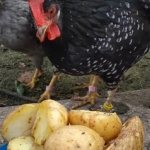 Is it possible to feed chickens raw potatoes?