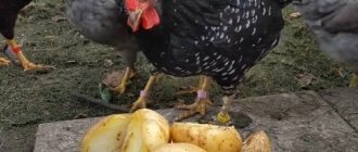 Is it possible to feed chickens raw potatoes?