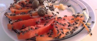 Flies in food