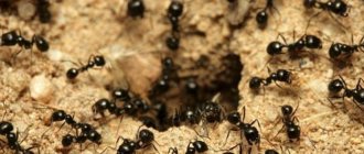 Ants - how to deal with them