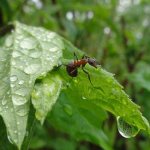 Ant-insect-Description-features-species-lifestyle-and-habitat-of-ant-2