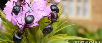 Ants in a summer cottage are a common problem that you can deal with yourself using folk remedies or insecticides