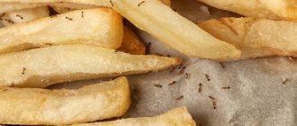 Ants in half-eaten chips
