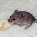 Мышь ест сало