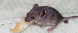 Mouse eats lard