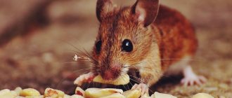 Mice in the apartment: how to get rid of mice at home quickly and forever