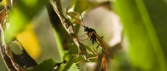 Наездник-насекомое-Описание-особенности-виды-образ-жизни-и-среда-обитания-наездника-17