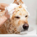 Applying shampoo to a dog