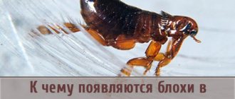 Народные приметы: блохи в доме