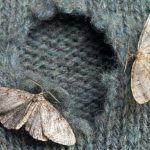 folk remedies for moths