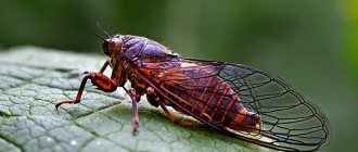 Cicada insect - what it looks like, where it lives, what it eats, how it makes sound, reproduction