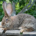 German rabbit Risen
