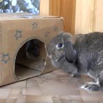 Необходимо подобрать коробку по размеру кролика. Е