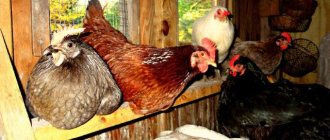 Roosting chickens overnight - 7 rules and 15 ideas on how to make roosts.