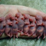 Новорожденные крысята: развитие, уход и кормление детенышей крыс
