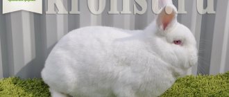New Zealand white rabbit
