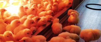 Heating a brooder for chicks