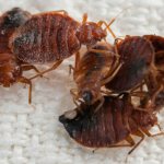 Treating a room against bedbugs with hot fog