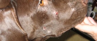 Focal demodicosis on the dog&#39;s face