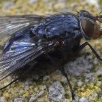 one of the types of flies