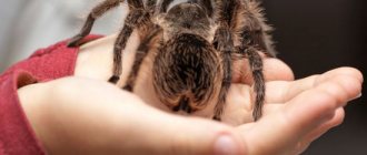 huge spider on hand