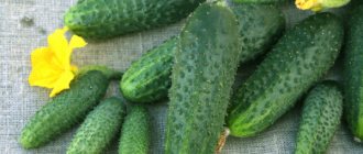 Cucumber Shchedrik f1. Description, photos, reviews, planting and care 