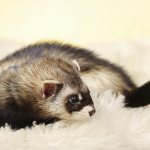 Colors and breeds of decorative ferrets