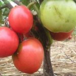 Description and characteristics of the tomato variety Pink Leader