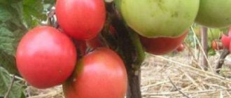 Description and characteristics of the tomato variety Pink Leader