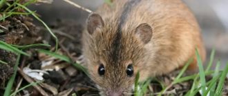 Description of the field mouse photo