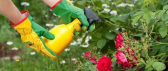 Spraying garden roses