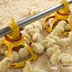 The chicks’ body is very susceptible to the slightest disturbances in diet, food composition and quality