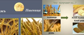 Features of rye compared to wheat