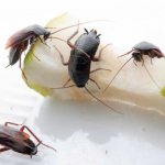 Where do cockroaches come from and how to get rid of them