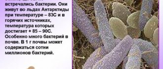 Паразиты и сапрофиты