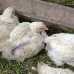 Parasites in chickens