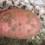 Potato scab and methods of combating it
