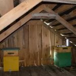 apiary in the attic