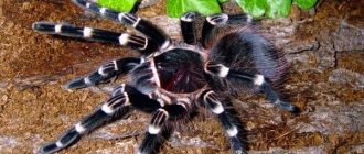 Tarantula spider-Description-features-species-lifestyle-and-habitat-tarantula-7