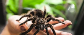 Spiders: description, structure and lifestyle