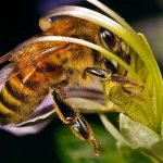 Пчела-насекомое-Описание-особенности-виды-образ-жизни-и-среда-обитания-пчелы-1