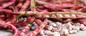 First bean harvest