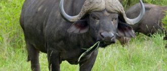 питание буйволов
