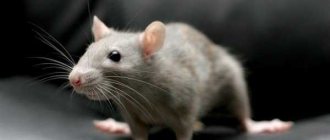 By what signs can you distinguish a mouse from a rat?