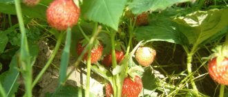 Why small and gnarled strawberries grow - what to do