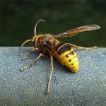 Let&#39;s try to figure out what is the best remedy to choose against wasps and hornets if these insects begin to pester you in your dacha or apiary...