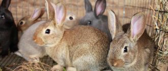 breeds of rabbits for breeding for meat