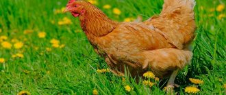 Breeds of red chickens